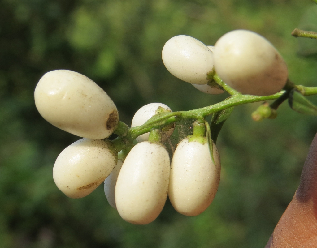 Fruit