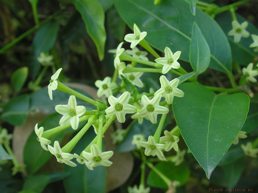 Flowers and leaves