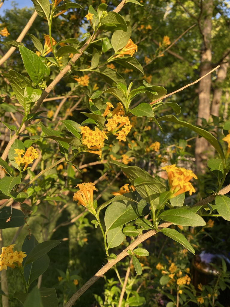 Cestrum parqui flowers, spring, Davidson County, NC