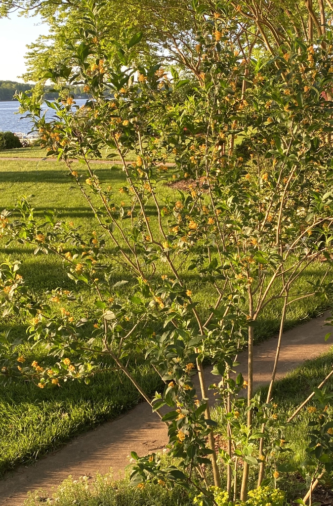 Cestrum parqui form, spring, Davidson County, NC
