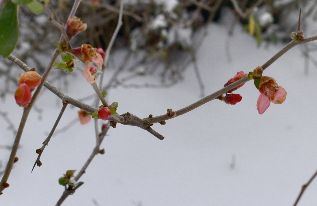 Flower - Jan. 22 - Wake Co., NC