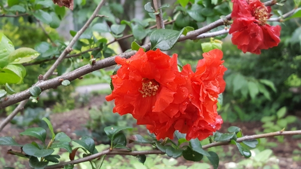 Chaenomeles 'Orange Storm'