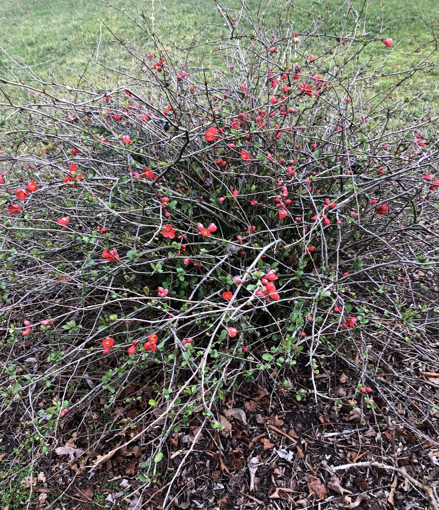 Form - February - Wake Co., NC