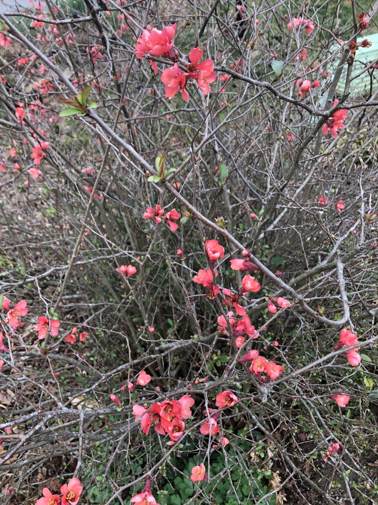 Branches - February - Wake Co., NC