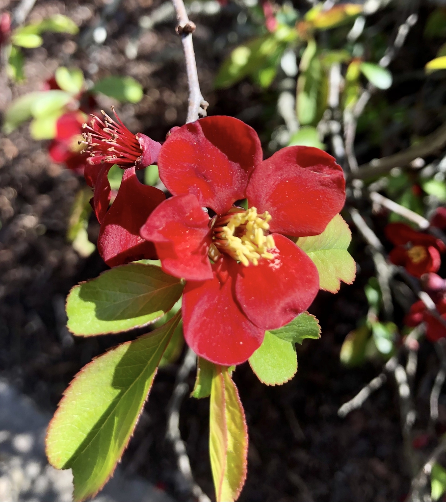 Flower Closeup - Wake Co., NC
