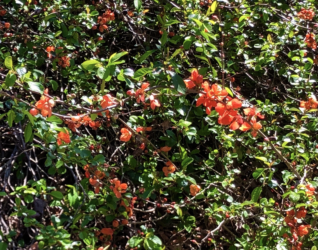 Form - Wake Co., NC
