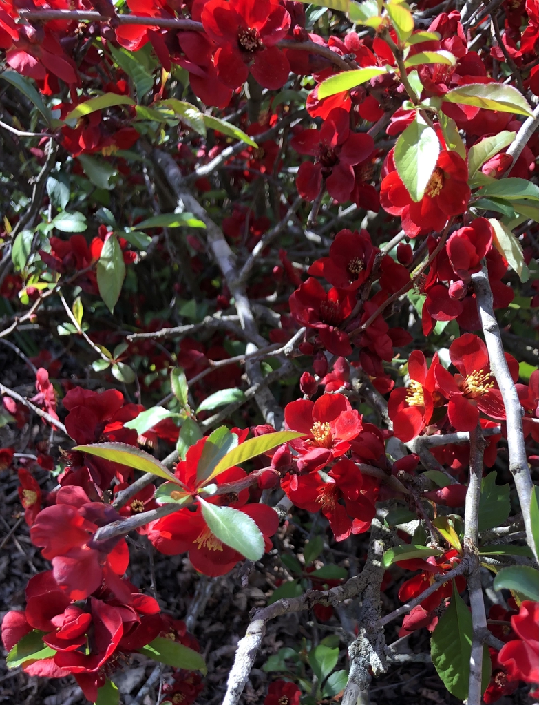 Chaenomeles japonica flowers and stems JCRA