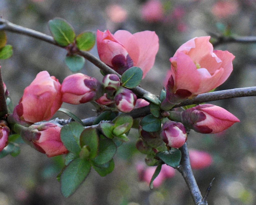 Leafless branch bearing large pink flowers.