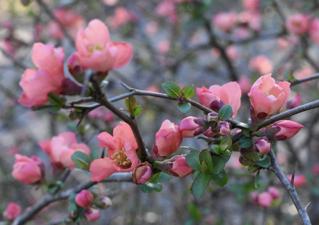 Leafless branch bearing large pink flowers.