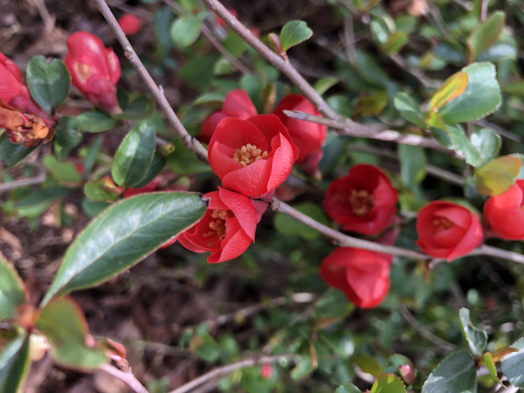 spring blossom, Wake County, NC
