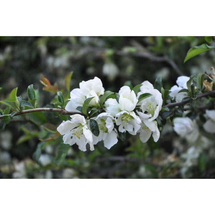 Flower and stem