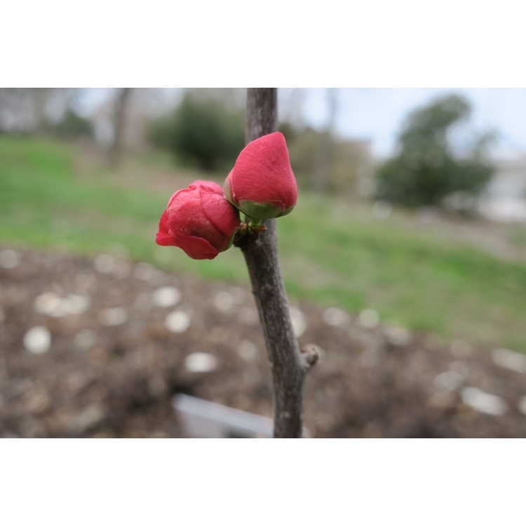 Flower bud and stem