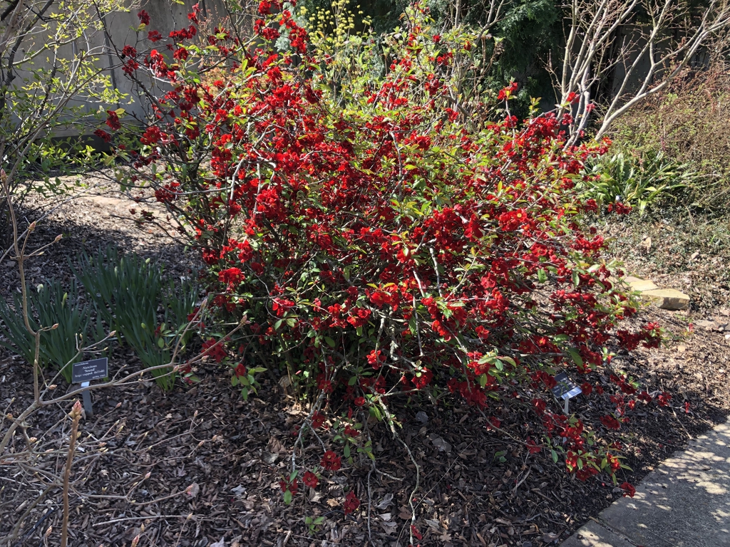Chaenomeles japonica