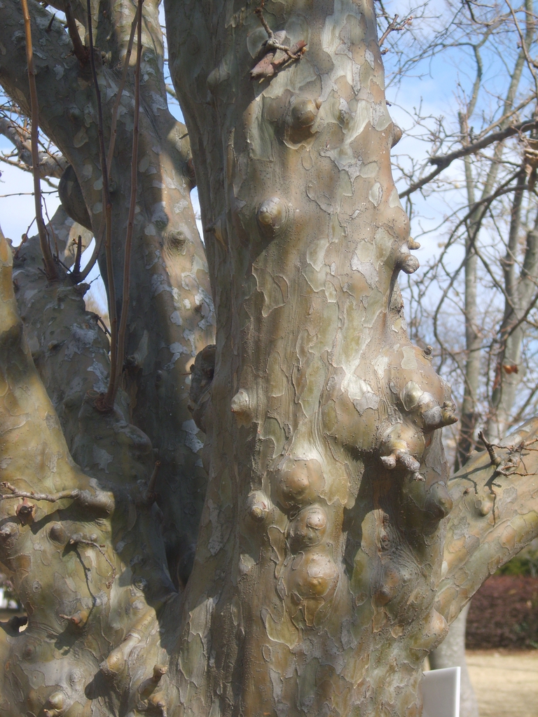 Chaenomeles sinensis bark
