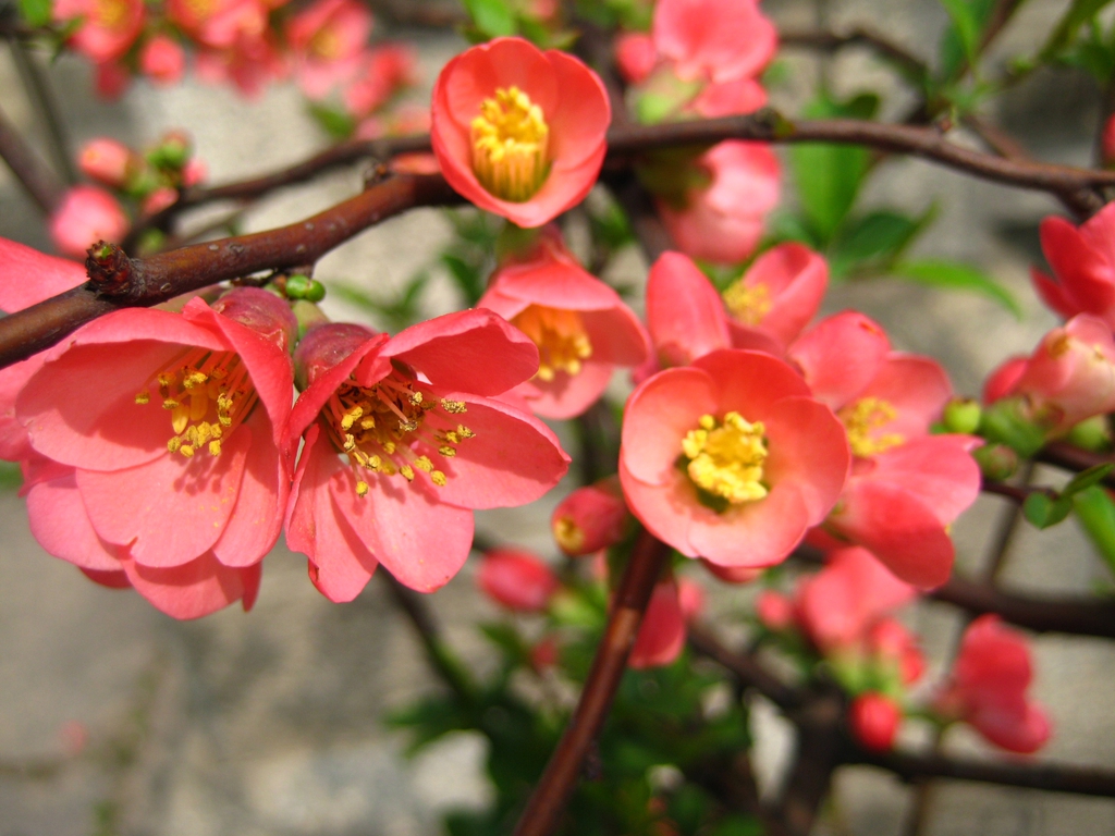 leaves and flowers
