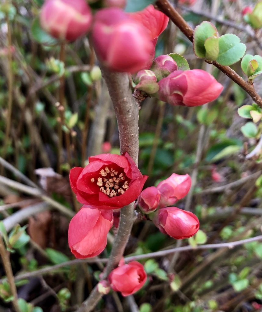 Chaenomeles speciosa