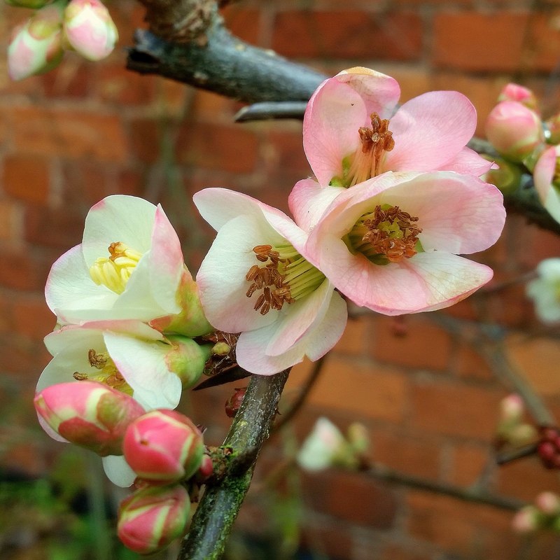 leaves and flowers