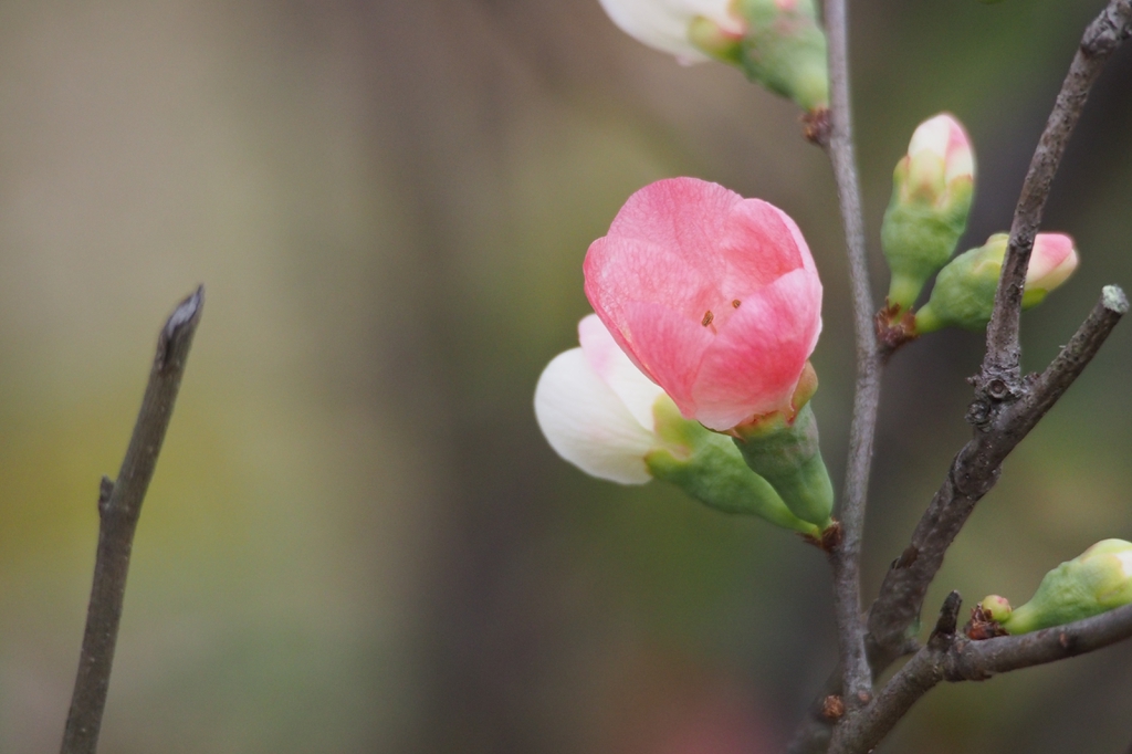 leaves and flowers