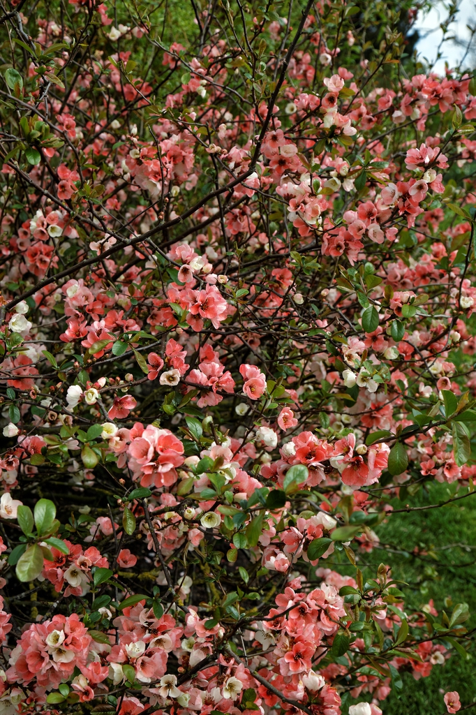 leaves and flowers