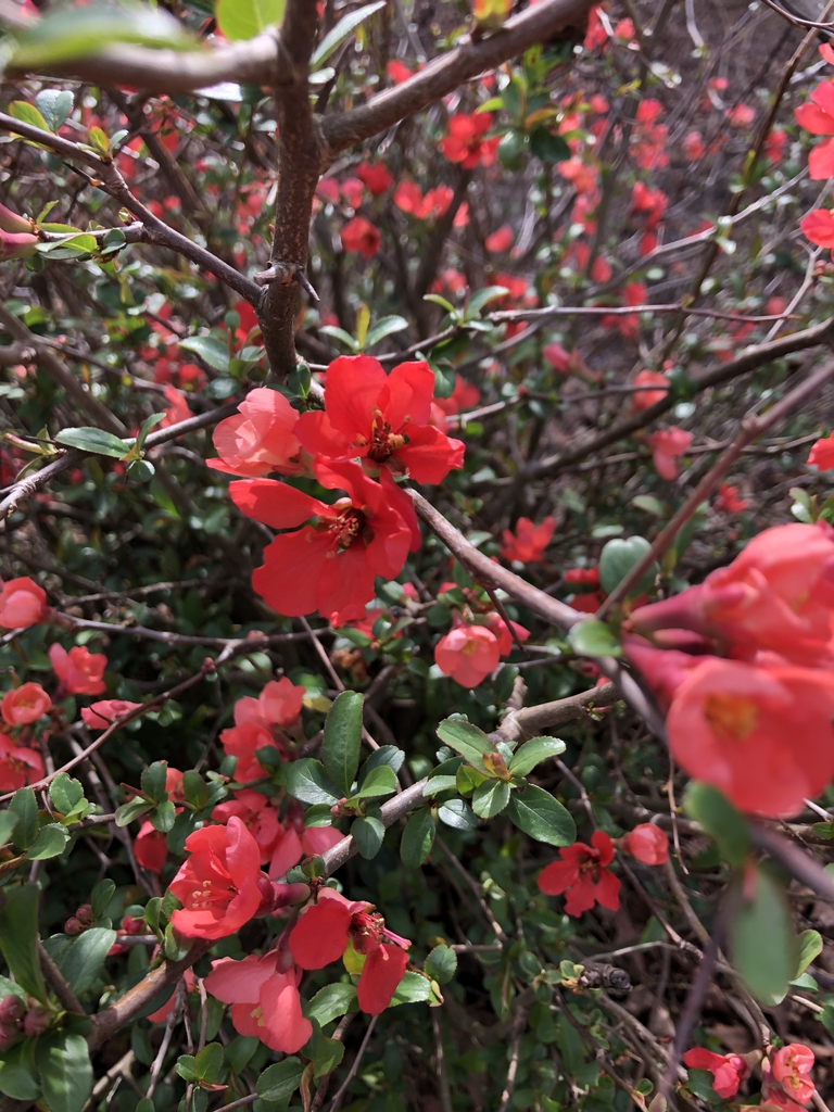 spring blossom, Wake County, NC