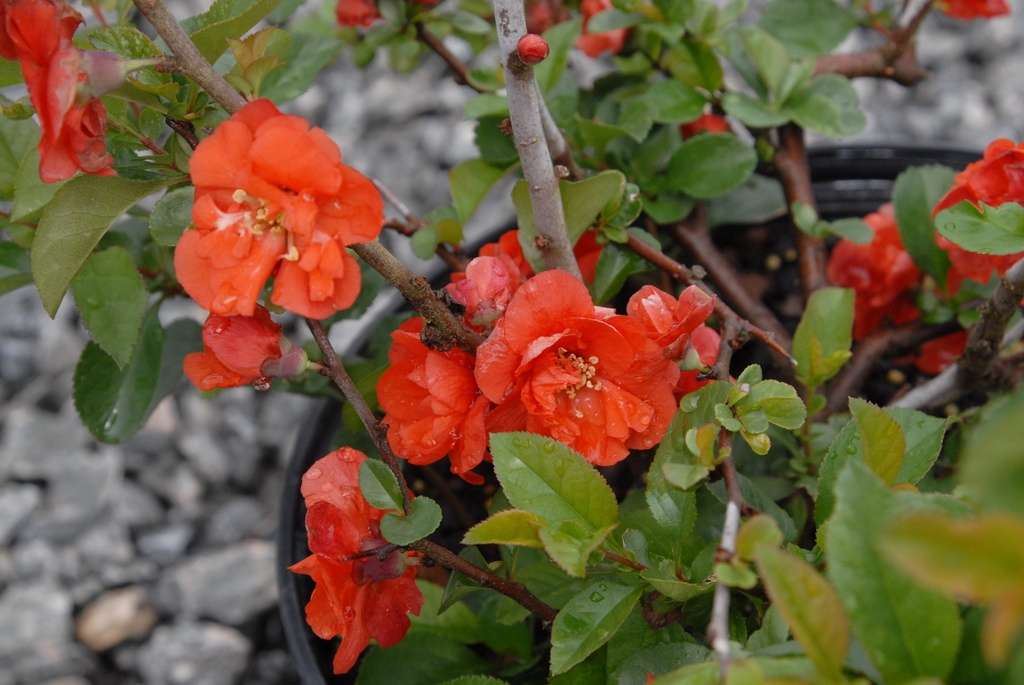 Chaenomeles speciosa