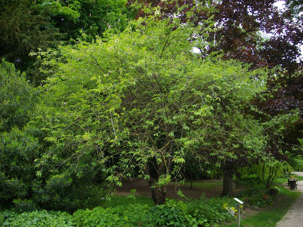 Form