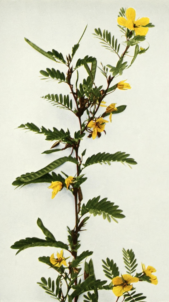 Plant