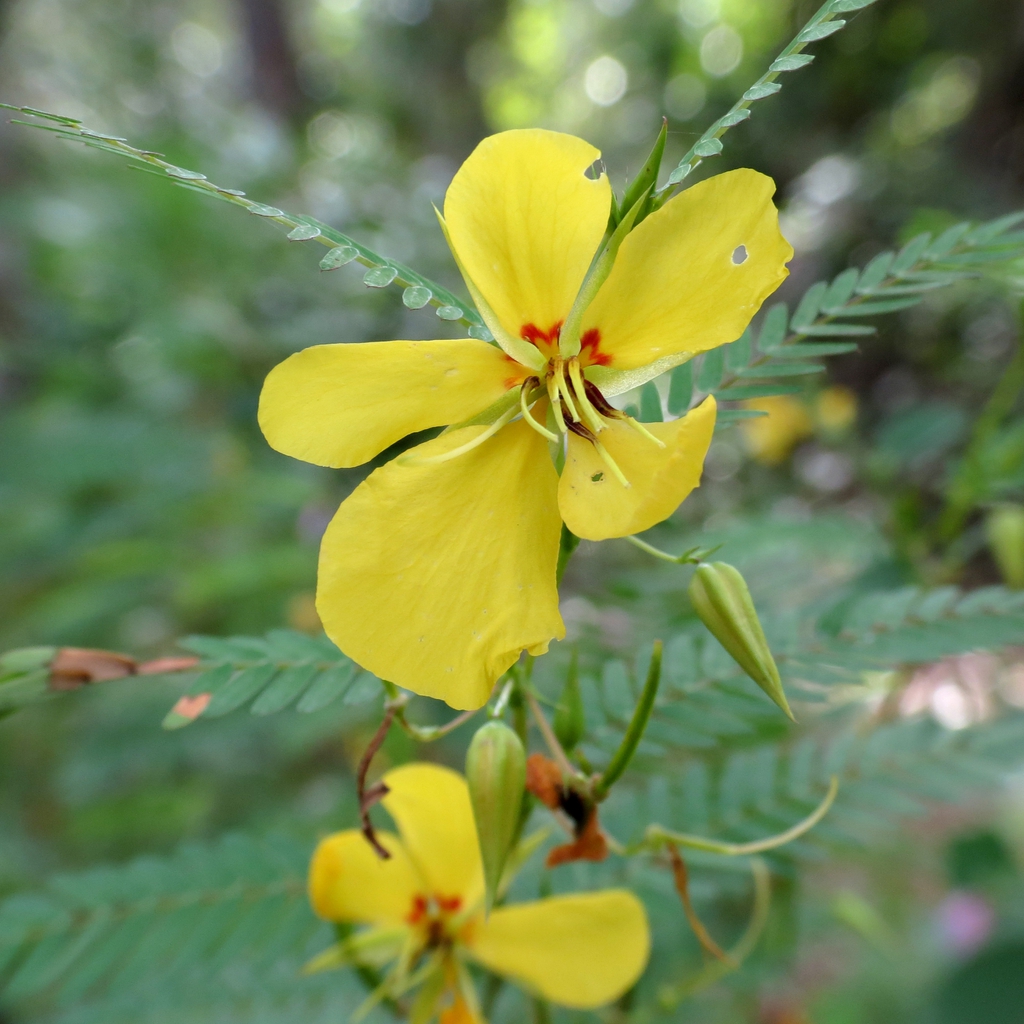 Chamaecrista fasciculata