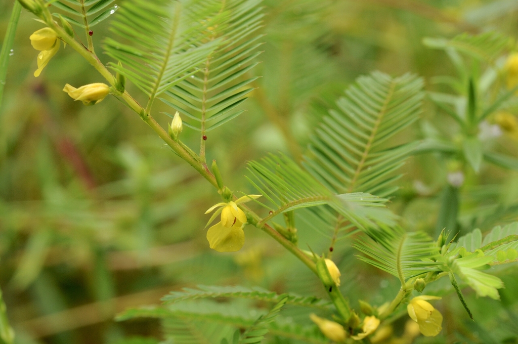 Stem with flowers and leaves