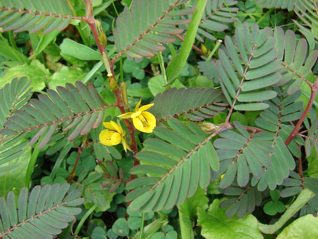 leaves and flowers