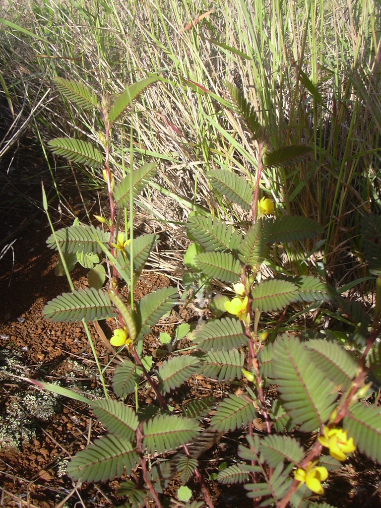 Form