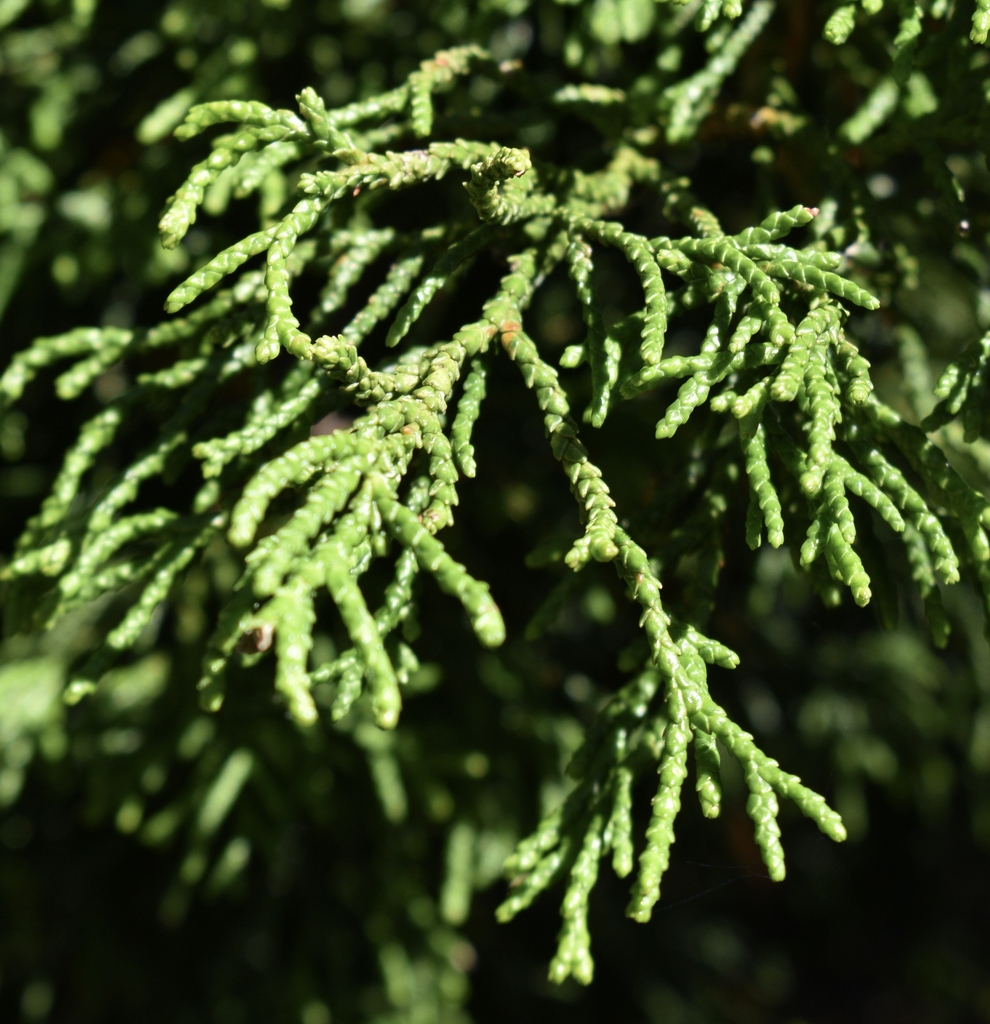 'Torolusa' Scale-like Leaves - Moore Co., NC