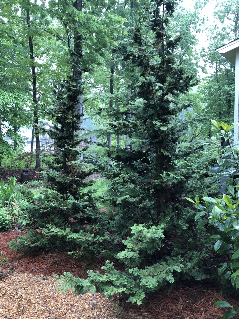 Chamaecyparis obtusa