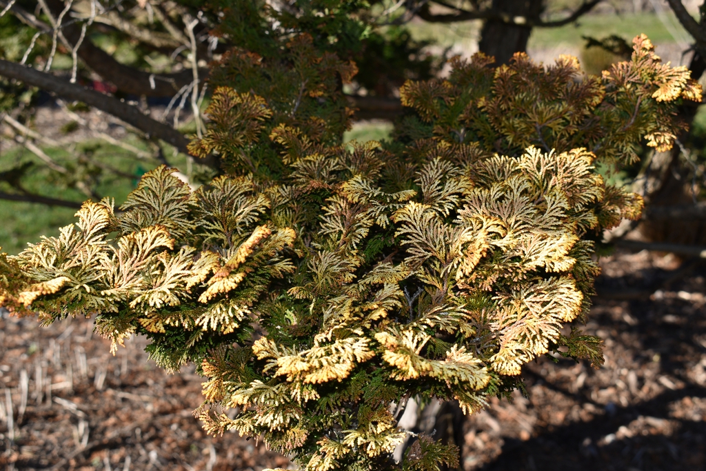 'Golden Pillar' Needles - Winter - Wake Co., NC