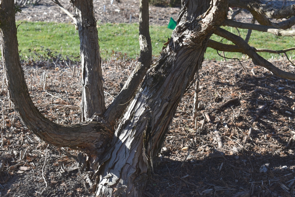 'Golden Pillar' Trunk - Winter - Wake Co., NC