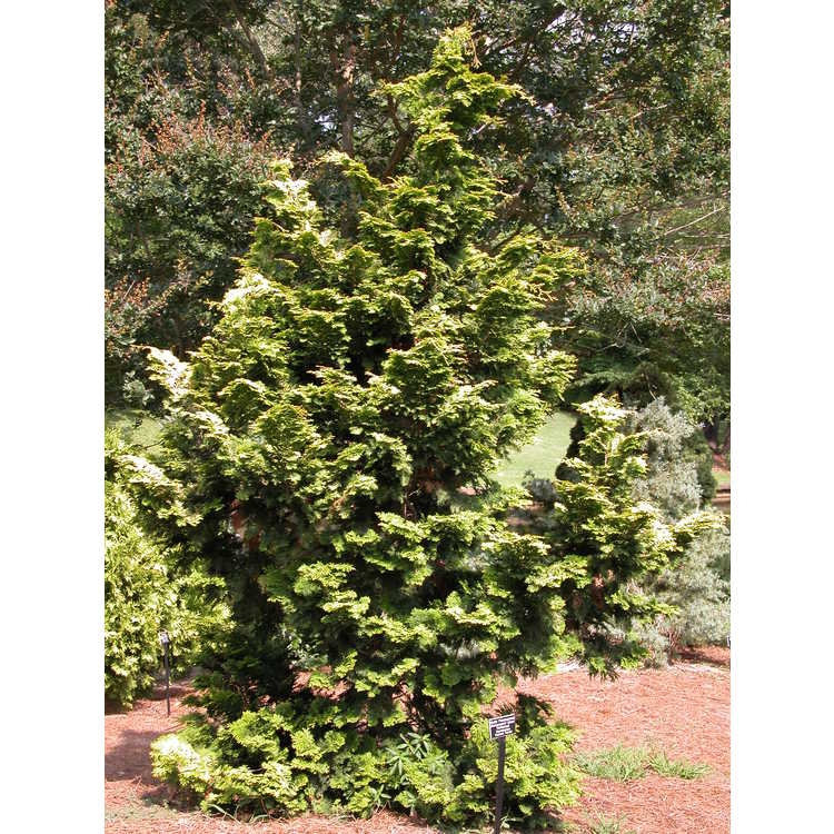 Form