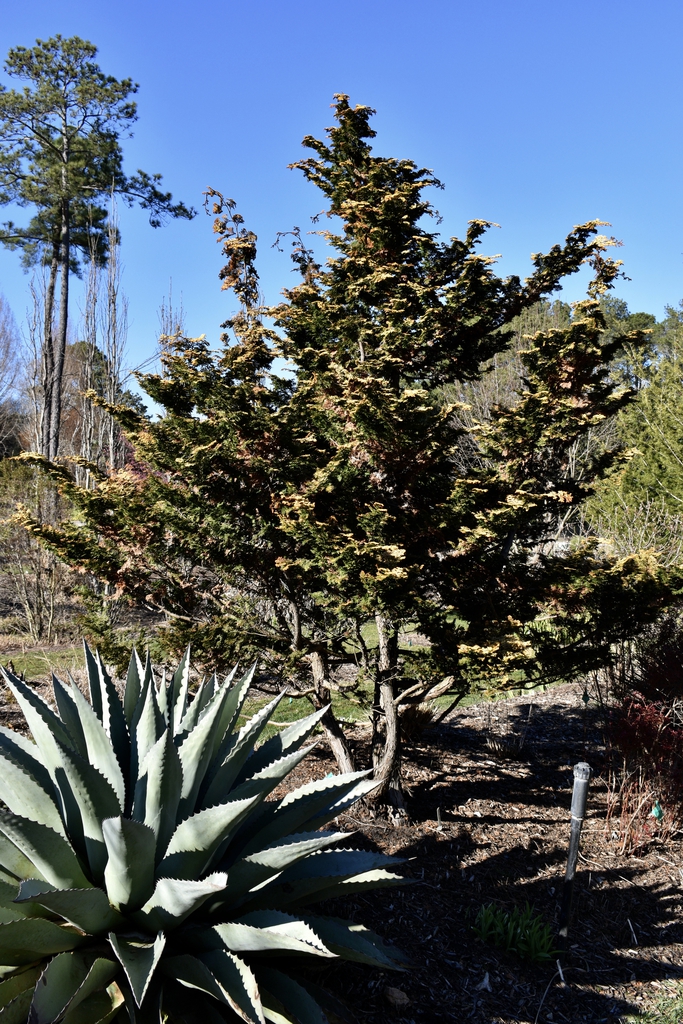 'Golden Pillar' Form - Winter - Wake Co., NC