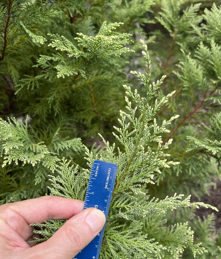 Hand holding ruler next to variegated needle foliage.
