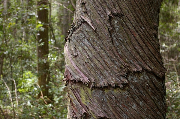 Bark