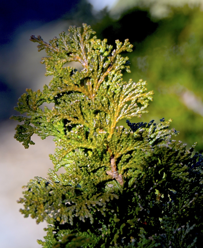 This Chamaecyparis has scale like leaves which are flattened