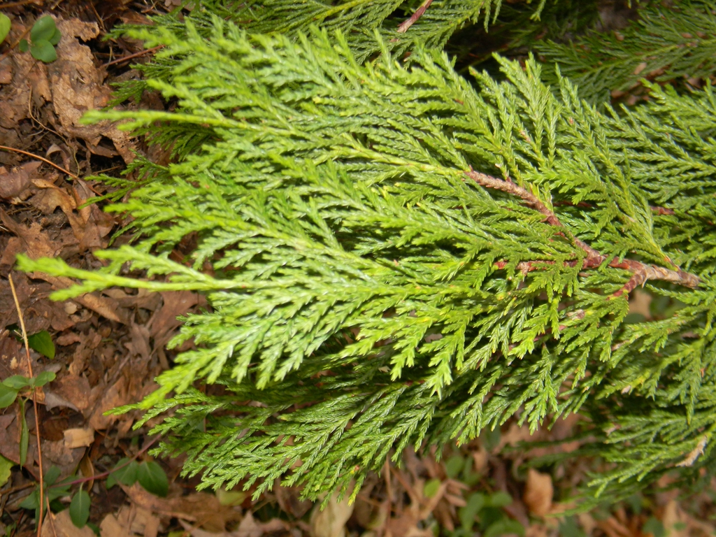 Chamaecyparis nootkatensis