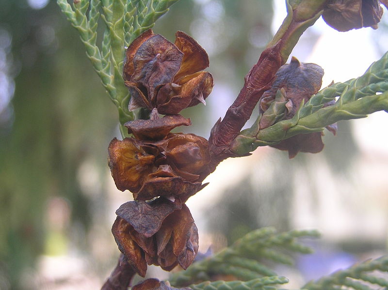 Chamaecyparis nootkaensis