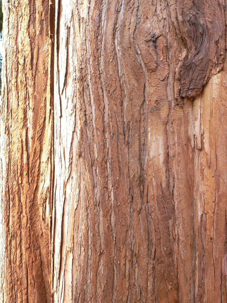 Chamaecyparis nootkaensis