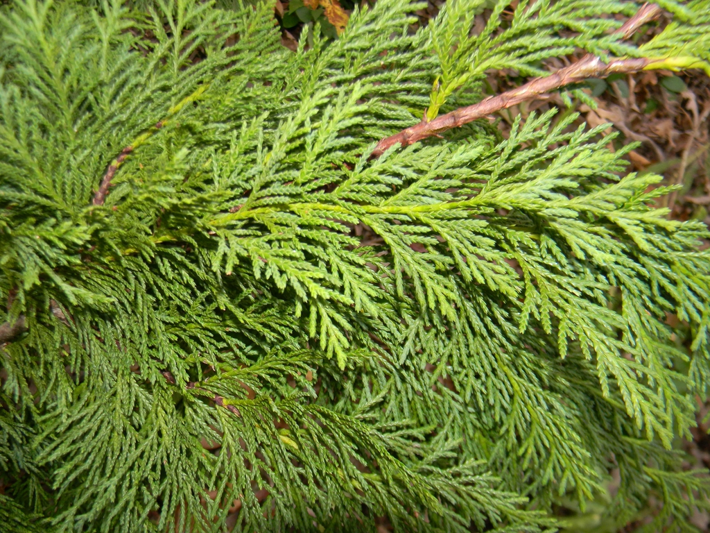 Chamaecyparis nootkatensis