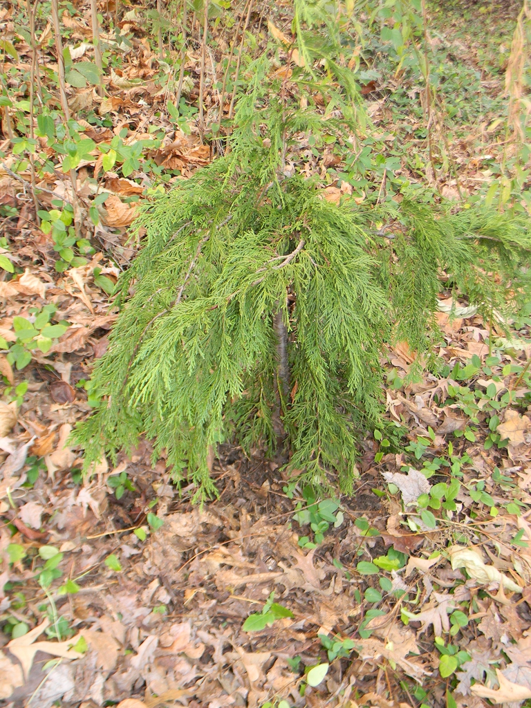 Chamaecyparis nootkatensis