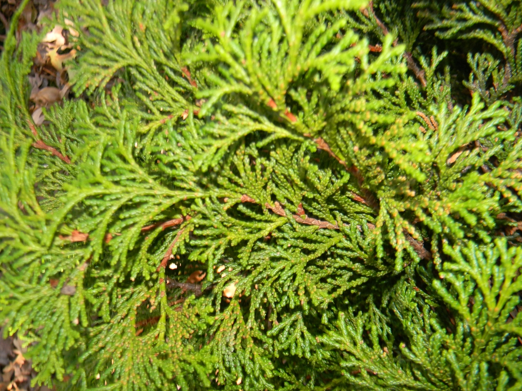 Chamaecyparis obtusa