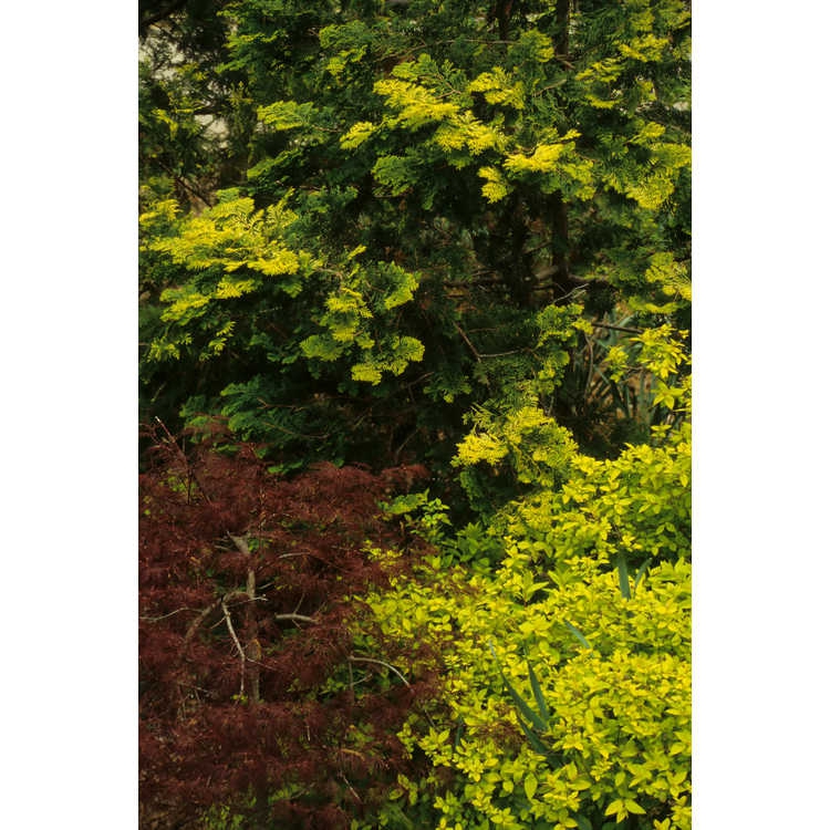Leaves