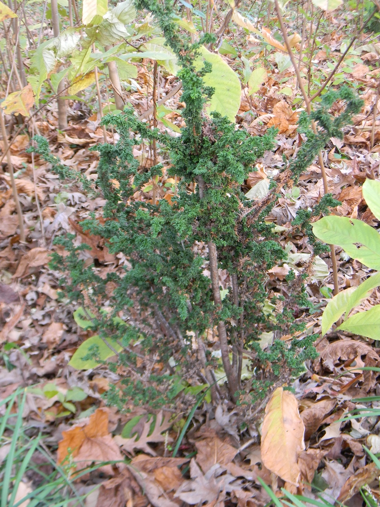 Chamaecyparis obtusa