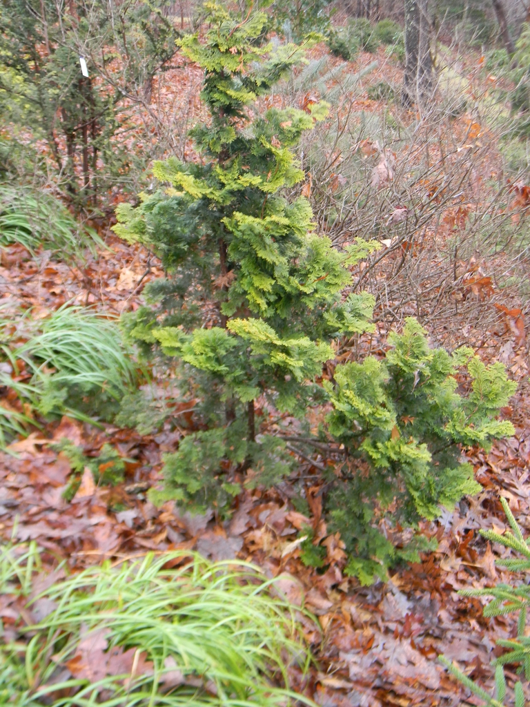 Chamaecyparis obtusa 'Confucius'
