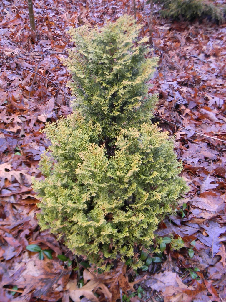 Chamaecyparis obtusa